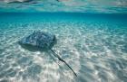 Cayman Islands, Southern Stingray in Caribbean Sea