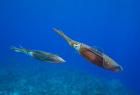 Cayman Islands, Caribbean Reef Squid, Marine Life