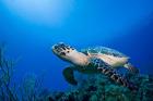 Cayman Islands, Hawksbill Sea Turtle and coral reef