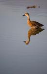 Cayman Islands, West Indian Whistling Duck