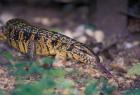 Trinidad, Asa Wright Nature Ctr, Tiger Lizard