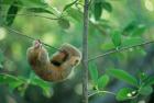 Silky Anteater wildlife, West Indies, Trinidad