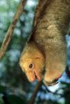 Close up of Silky Pygmy Anteater wildlife, Mangrove, Trinidad