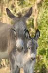 Mother and Baby Donkeys on Salt Cay Island, Turks and Caicos, Caribbean