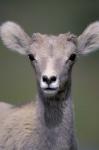 Bighorn Sheep, Banff National Park, Alberta, Canada