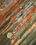 Lichens on stone, Banff NP, Alberta, Canada