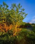 Quaking Aspen Grove along the Rocky Mountain Front in Waterton Lakes National Park, Alberta, Canada