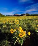 Balsamroot along the Rocky Mountain Front, Waterton Lakes National Park, Alberta, Canada