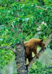 Black bear, aspen tree, Waterton Lakes NP, Alberta