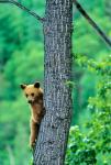 Black bear, Waterton Lakes National Park, Alberta