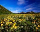 Arrowleaf balsomroot covers the praire, Waterton Lakes National Park, Alberta, Canada