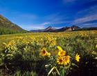 Arrowleaf balsomroot flowers, Waterton Lakes NP, Alberta