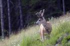 Young deer in Banff National Park, Alberta, Canada