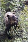 Grizzly bear in Kootenay National Park, Canada