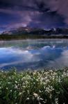 Alberta, Banff National Park Lake Maligne wildflowers