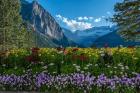 Wildflowers In Banff National Park