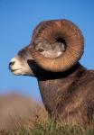 Bighorn Sheep wildlife, Jasper National Park, Alberta