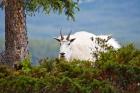 Alberta, Jasper National Park, Mountain Goat wildlife