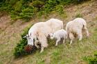 Alberta, Jasper NP, Mountain Goat wildlife