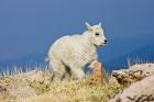 Mountain Goat, Rocky Mountains, Colorado
