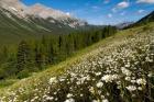 Oxeye daisy flowers, Kananaskis Range, Alberta