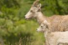 Bighorn sheep wildlife, Peter Lougheed Park, Alberta