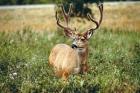 Grazing mule deer buck, Waterton Lakes NP, Canada
