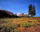 Landscape with Mt Saskatchewan, Banff NP, Alberta