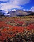 Alberta, Columbia Icefields, Huckleberry meadows