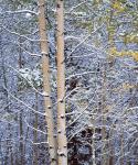 Alberta, Peter Lougheed PP Aspen trees in snow