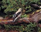 Clark's Nutcrackers bird in Banff NP, Alberta