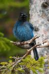 Canada, Alberta, Waterton Lakes NP, Stellar's Jay