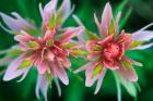 Indian Paintbrush, Banff National Park, Alberta, Canada