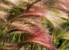 Foxtail barley, Banff NP, Alberta, Canada