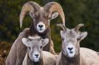 Alberta, Jasper Bighorn Sheep Ram With Juveniles