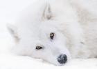 Alberta, Yamnuska Wolfdog Sanctuary White Wolfdog Portrait