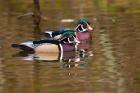 Wood ducks, British Columbia, Canada