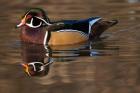 Close up of Wood duck, British Columbia, Canada