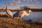 Sandhill cranes, Migratory Bird Sanctuary, British Columbia, Canada