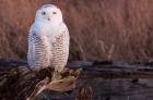 Snowy owl, British Columbia, Canada