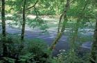 Trees and Ferns on Banks of Campbell River, Vancouver Island, British Columbia