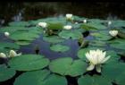 White Water-Lily in Bloom, Kitty Coleman Woodland Gardens, Comox Valley, Vancouver Island, British Columbia