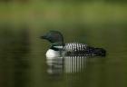 British Columbia, Kamloops, Common loon bird