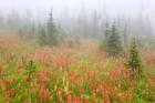 British Columbia, Revelstoke NP, Misty meadow