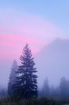 Canada, British Columbia, Mount Robson Park Foggy sunrise