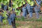 Canada, British Columbia, Osoyoos View of purple grapes in vineyards