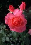 English Rose in Butchart Gardens, Vancouver Island, British Columbia, Canada
