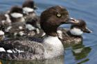 Barrow's Goldeneye Female with Chicks, Lac Le Jeune, British Columbia, Canada