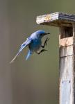 British Columbia, Mountain Bluebird