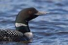 British Columbia Portrait of a Common Loon bird